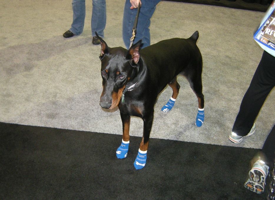 Doberman standing in blue Power Paws socks