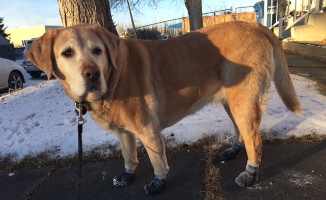 Golden retriever on a snowy walk in Power Paws socks
