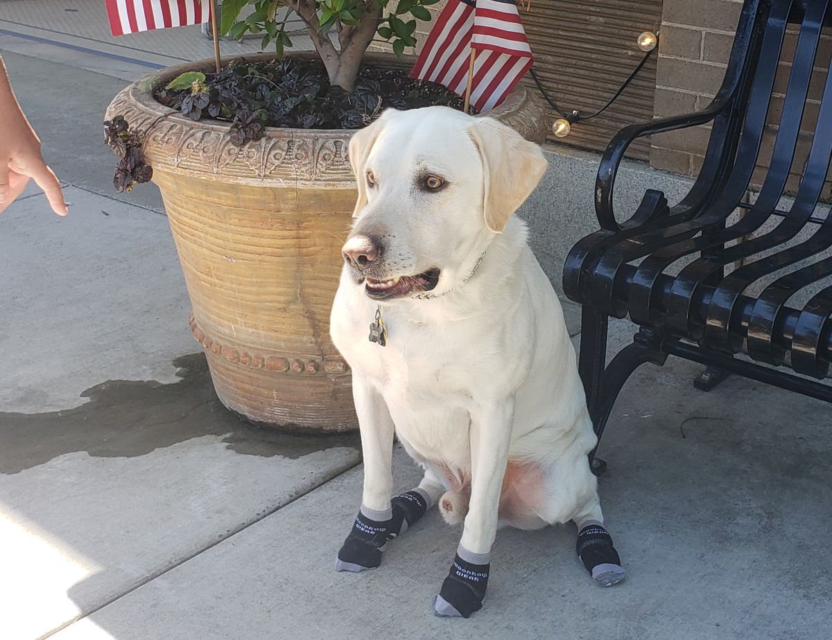 Yellow lab sitting by a bench in Power Paws socks