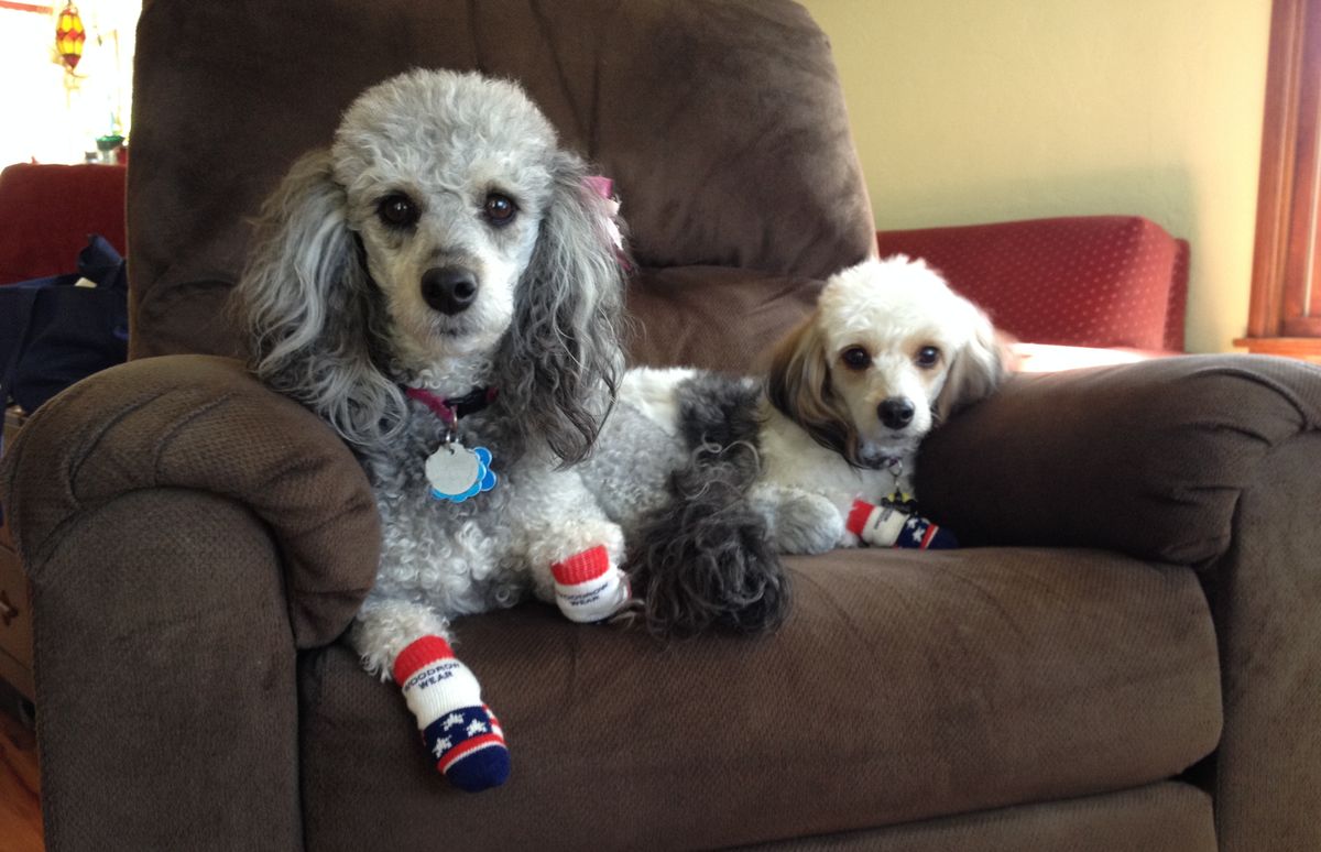 A big poodle and a small dog on a couch in Power Paws socks