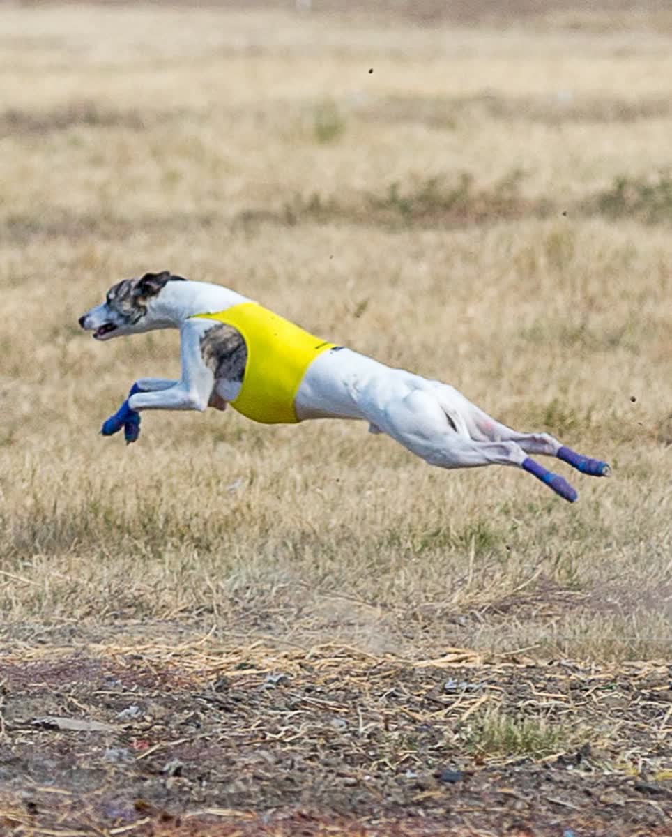 A whippet at full stretch lure coursing in socks