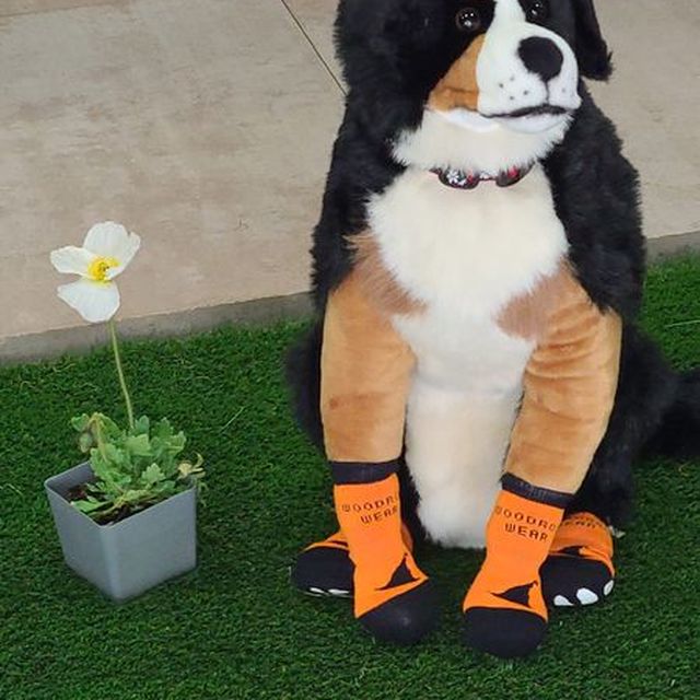 A stuffed Bernese mountain dog in orange socks