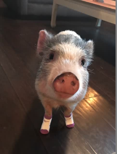 A miniature pig in pink socks on a hardwood floor