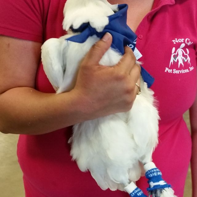 A white silkie hen in a blue scarf and matching socks