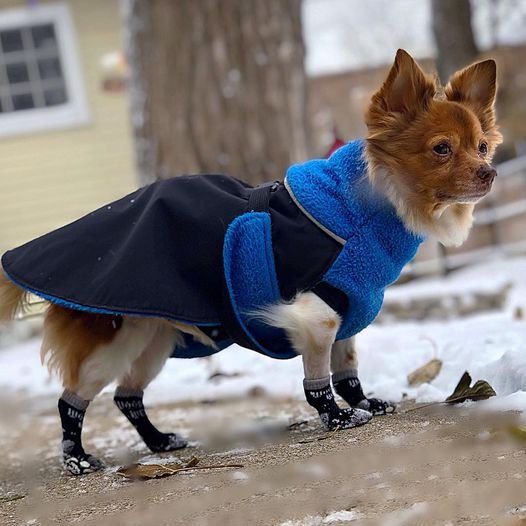 A small long-haired dog in a winter coat and socks on snow