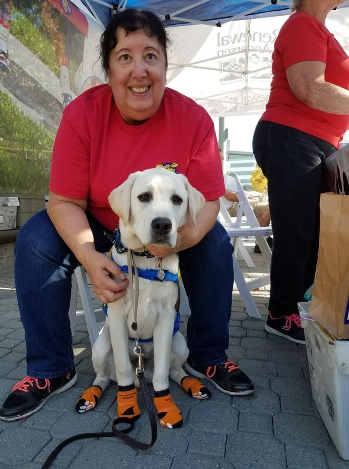 A yellow Labrador puppy in orange socks sitting with a smiling woman