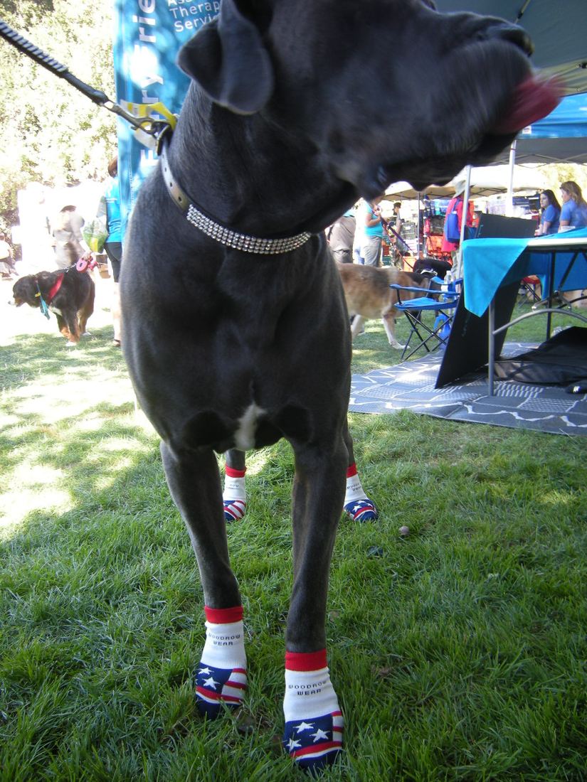 A black Great Dane on grass in red and white socks
