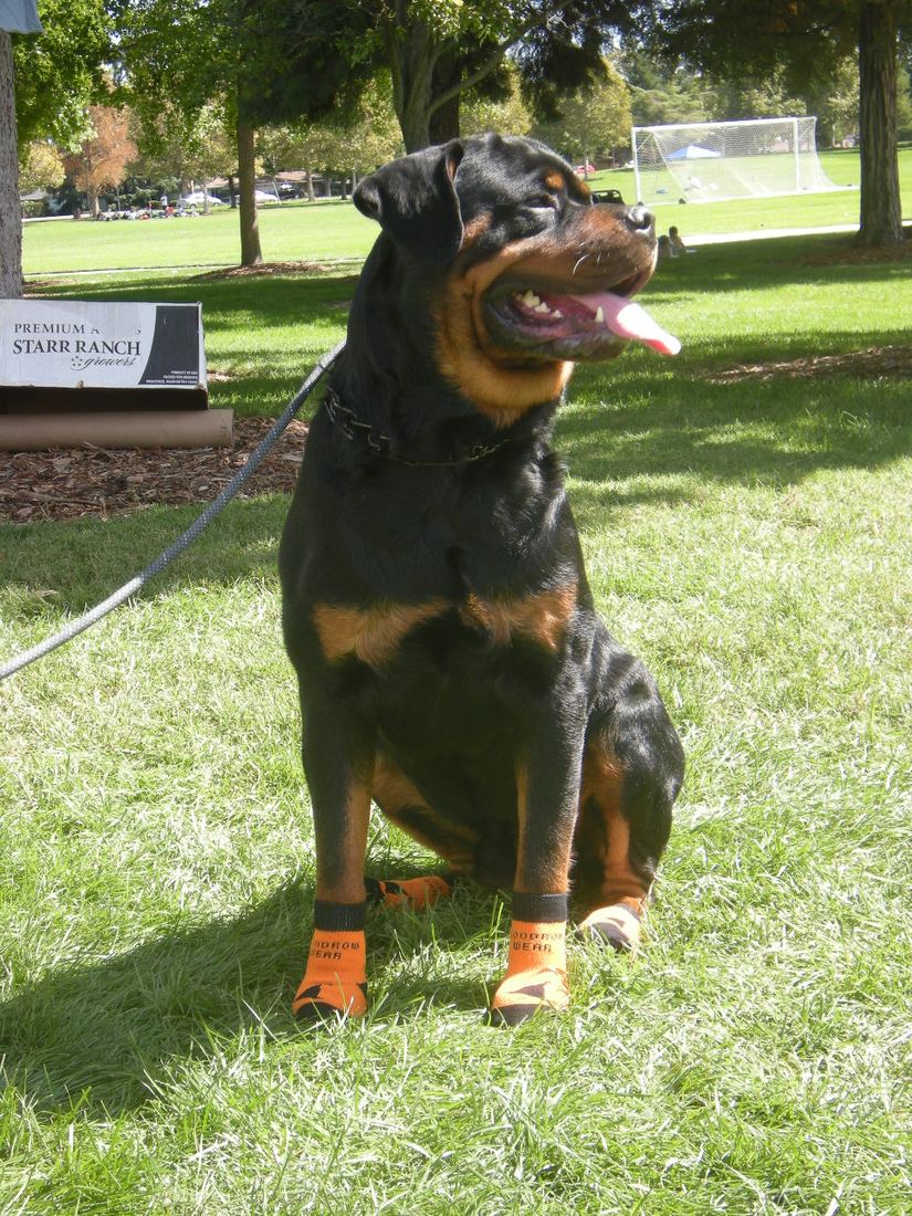 A Rottweiler sitting on grass in orange socks