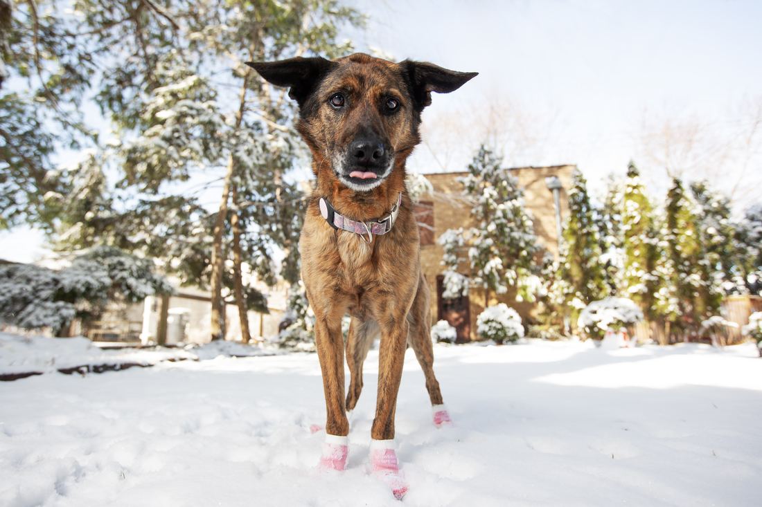 A brown dog standing in snow in pink socks
