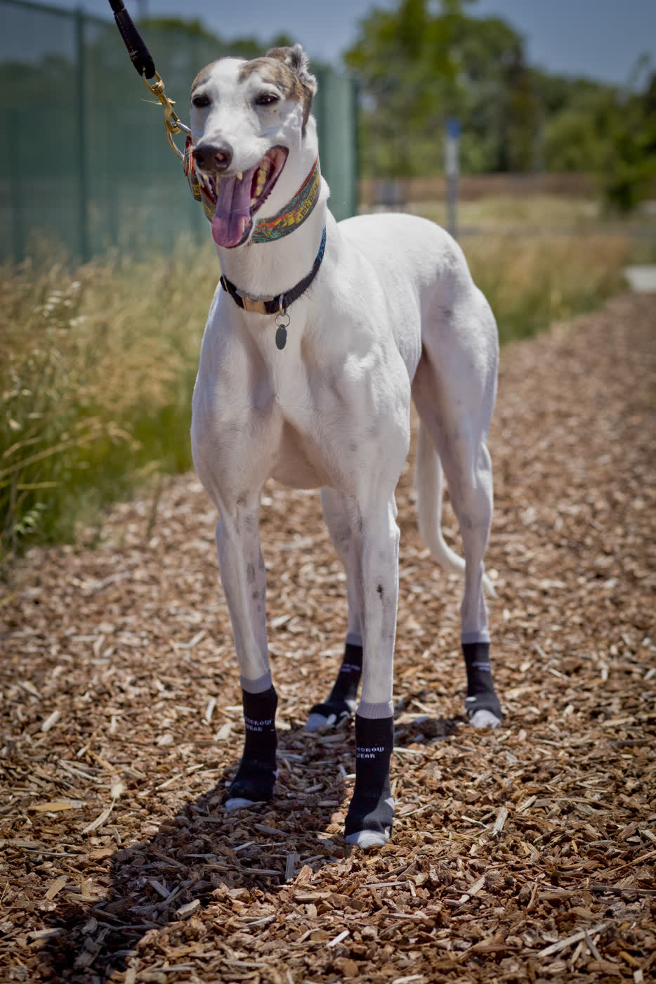A whippet standing on rough bark mulch in black socks