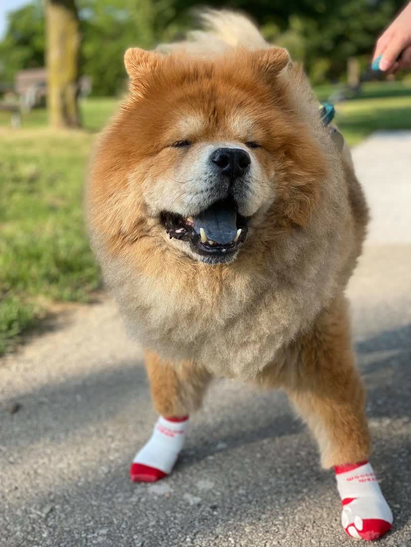 A chow chow walking in red socks
