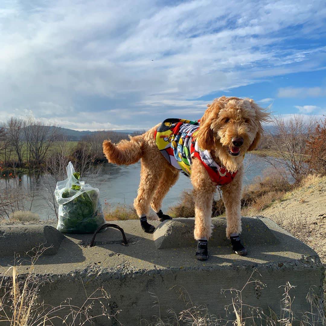 A goldendoodle by a lake in socks