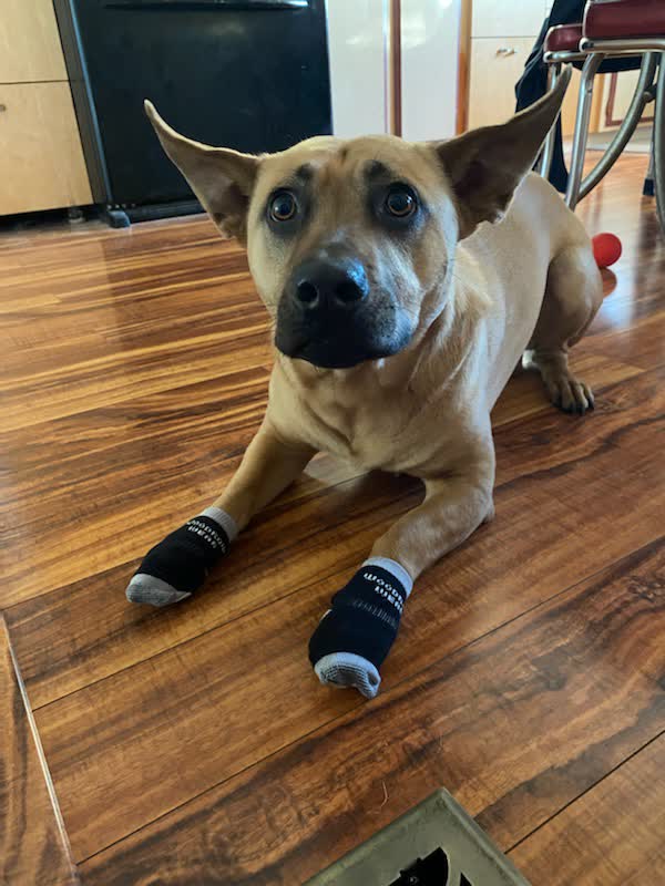 A German shepherd on a wooden floor in socks