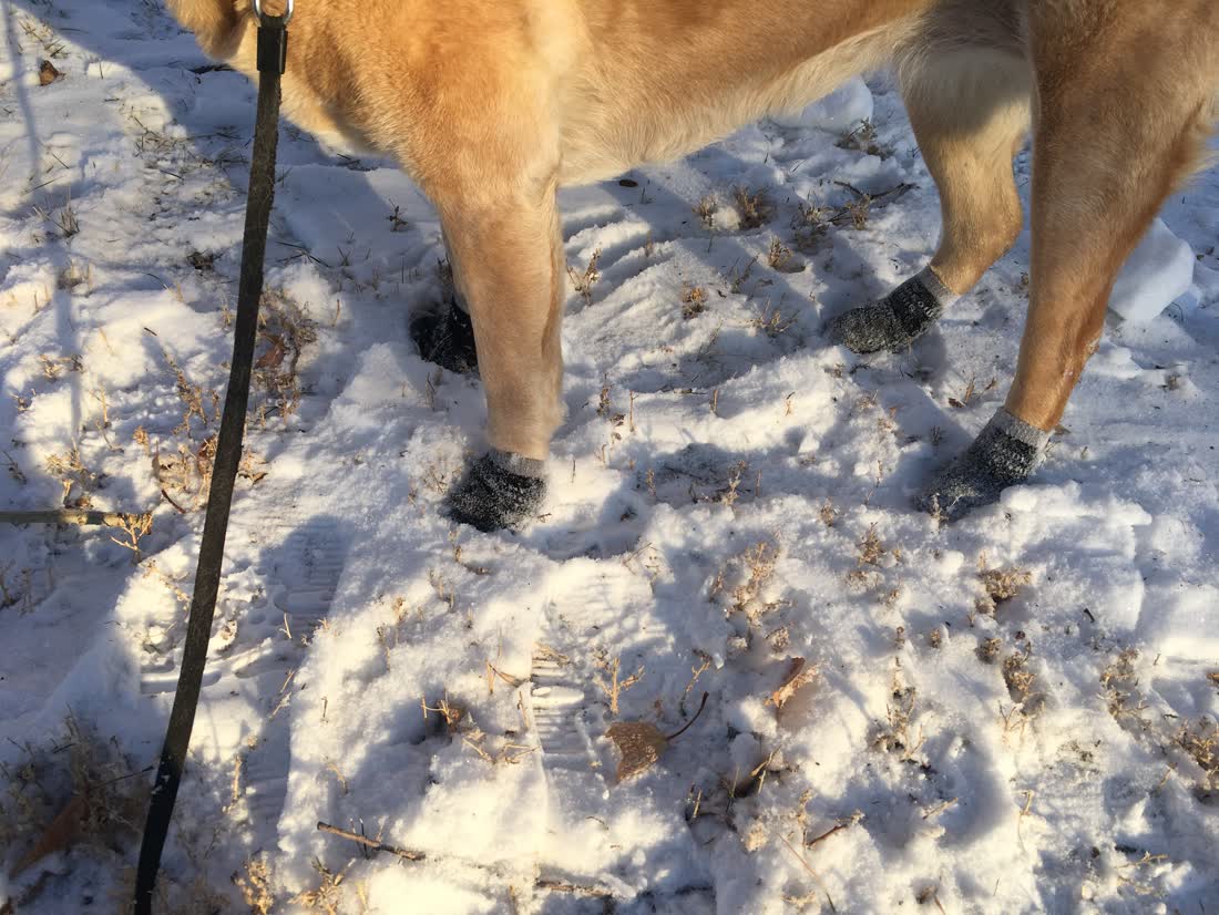 A golden retriever standing in snow in socks