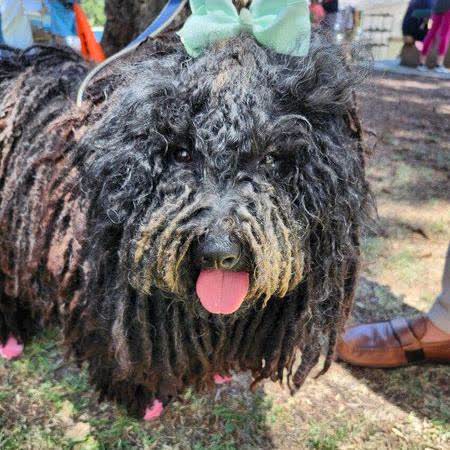 A corded Puli dog wearing pink socks
