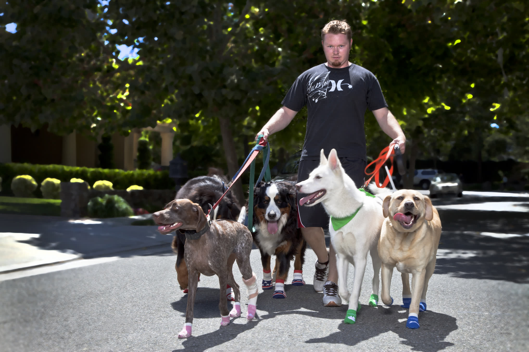 A man walking four dogs along a path, every dog in Power Paws
