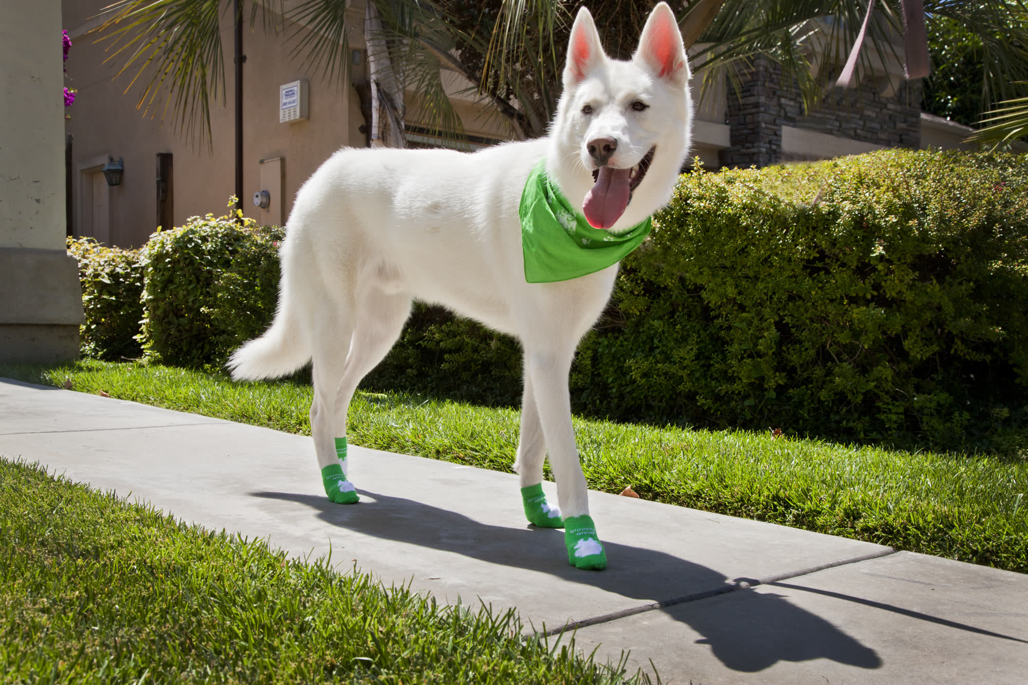 A white shepherd standing between lawns in green socks