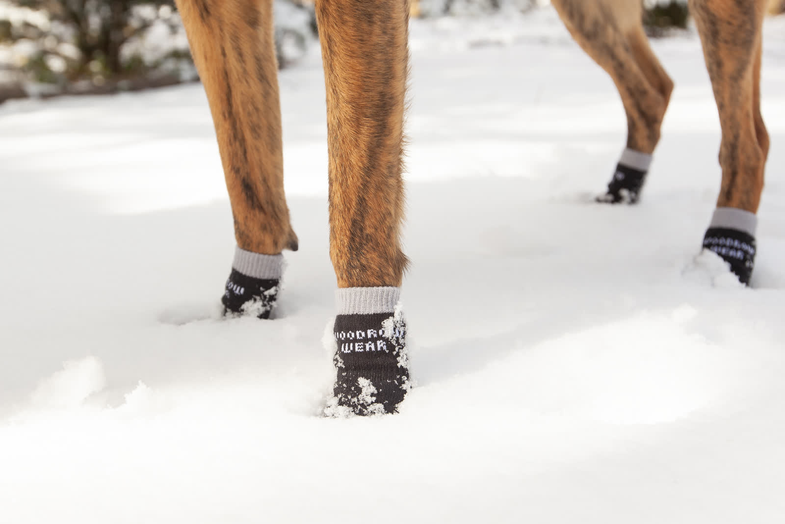 Close-up of a dog's legs in black socks standing in snow