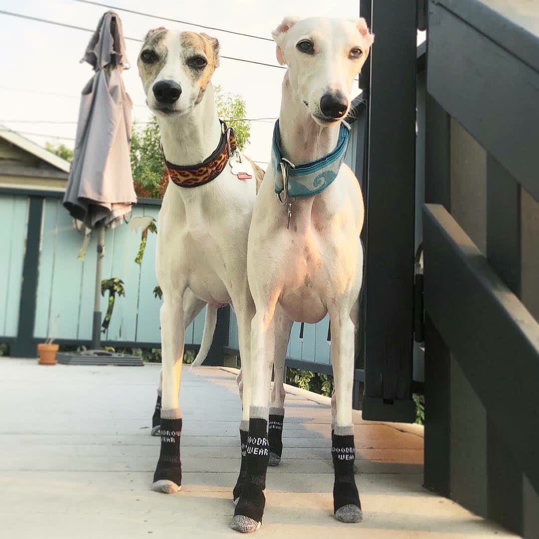 Two whippets standing in black socks