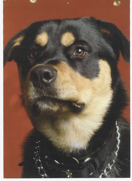 Woodrow, a senior Rottweiler