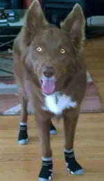 Photo shared by Debbie and Beau (Border Collie & Kelpie mix)