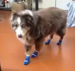 Photo shared by Peggy & Dolly (Australian Shepherd)