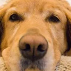 Photo shared by John & Grace (Golden Retriever)