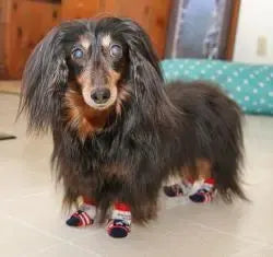 Photo shared by Dee Dee & Hallie (Long-Haired Dachsund)