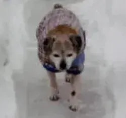 Photo shared by Carol & Oscar (Pug Mix)
