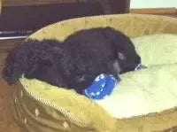 Photo shared by Sharon, Randy, and Pepper