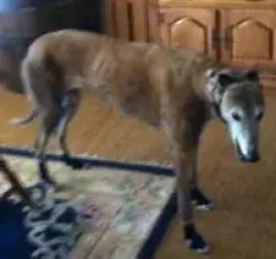 Photo shared by Wally & Rosie (Greyhound)