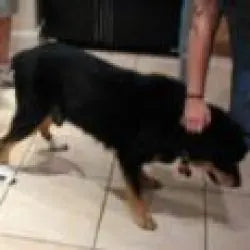 Woodrow, the Rottweiler who inspired Power Paws