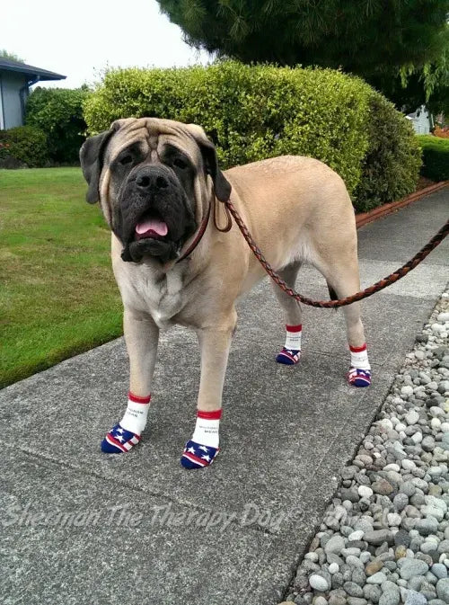 Photo shared by Sherman The Therapy Dog