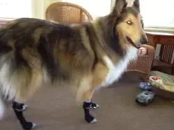 Photo shared by Angela & Taz (Collie)