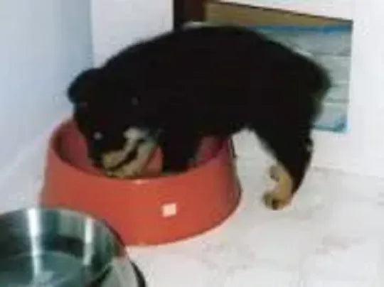 Woodrow as a puppy, climbing into his food bowl
