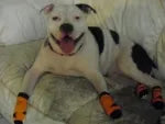 Indy lying on a blanket in orange socks