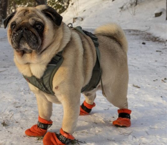 Comparing Dog Socks And Dog Shoes: What You Need To Know
