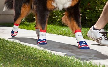 Putting Socks On Your Dog – So many options!