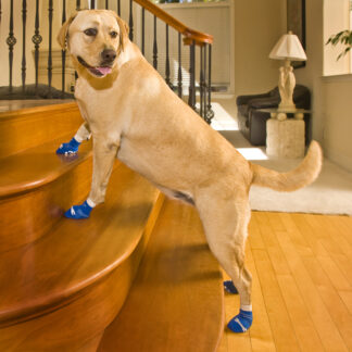 Benefits Of Dog Socks For Senior Pets