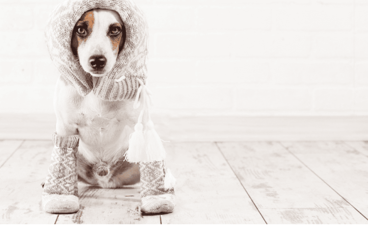 Enhancing Indoor Mobility for Pets with Traction Socks
