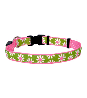 Light Up Collars