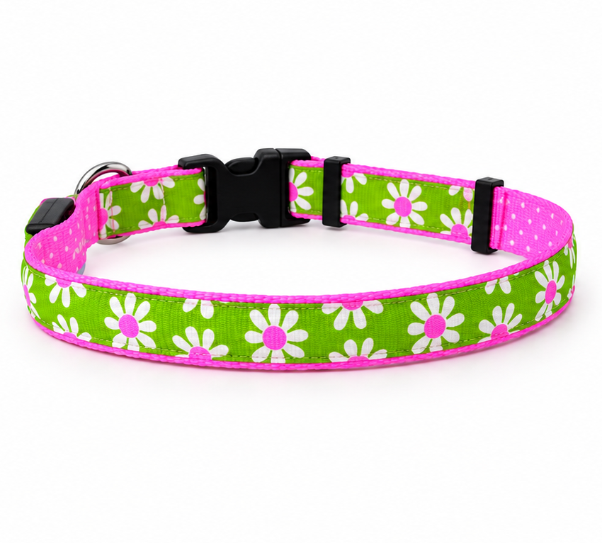 Light Up Collars