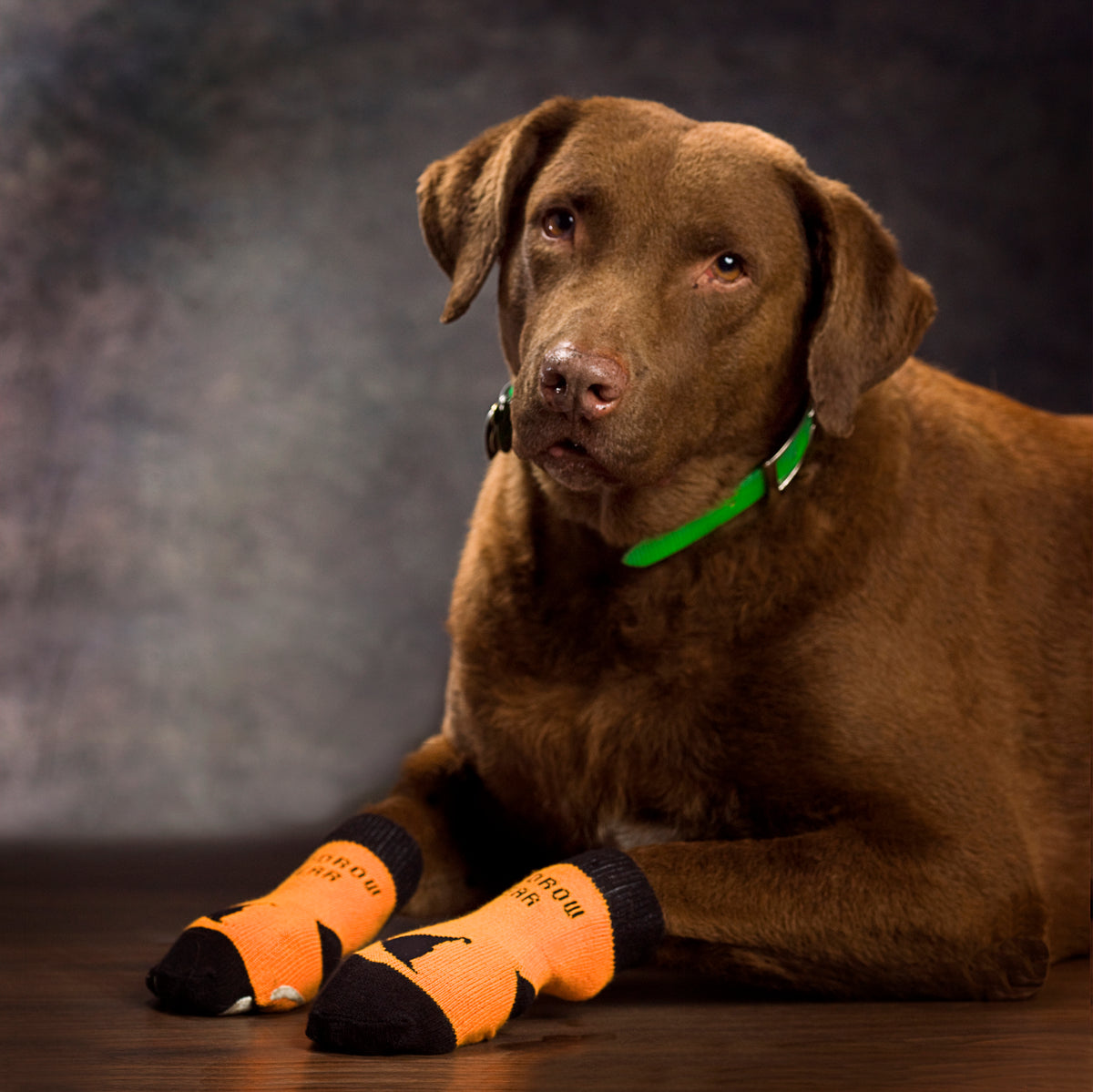 A dog lying on a hardwood floor in red and white Power Paws