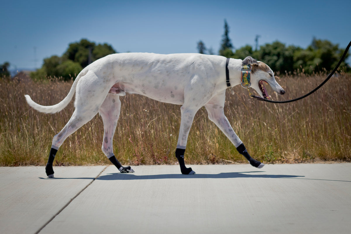 Two whippets standing side by side in Power Paws