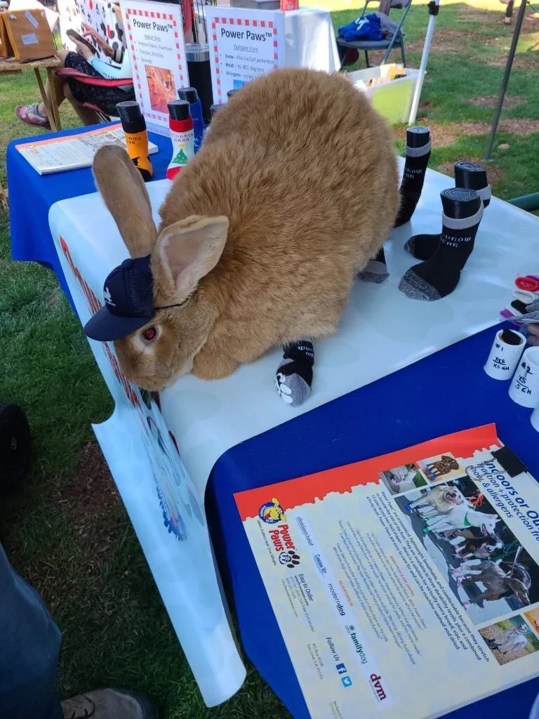 Alex the Great, a rabbit, at the Woodrow Wear booth