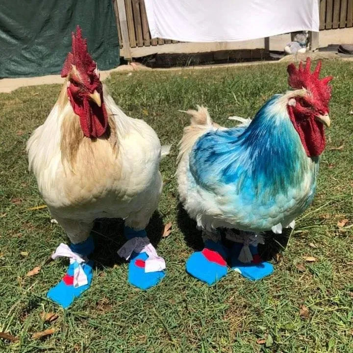 Two roosters standing on grass in colourful socks