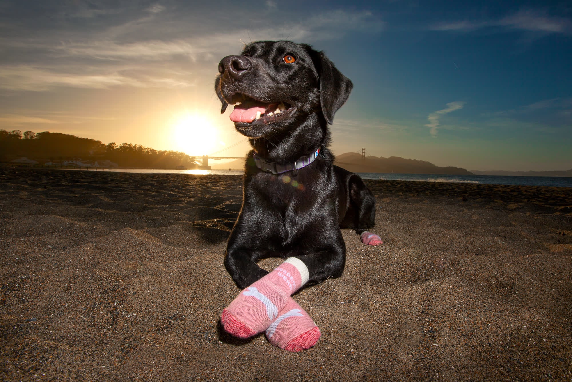 A black dog sitting on a beach at sunset in pink socks
