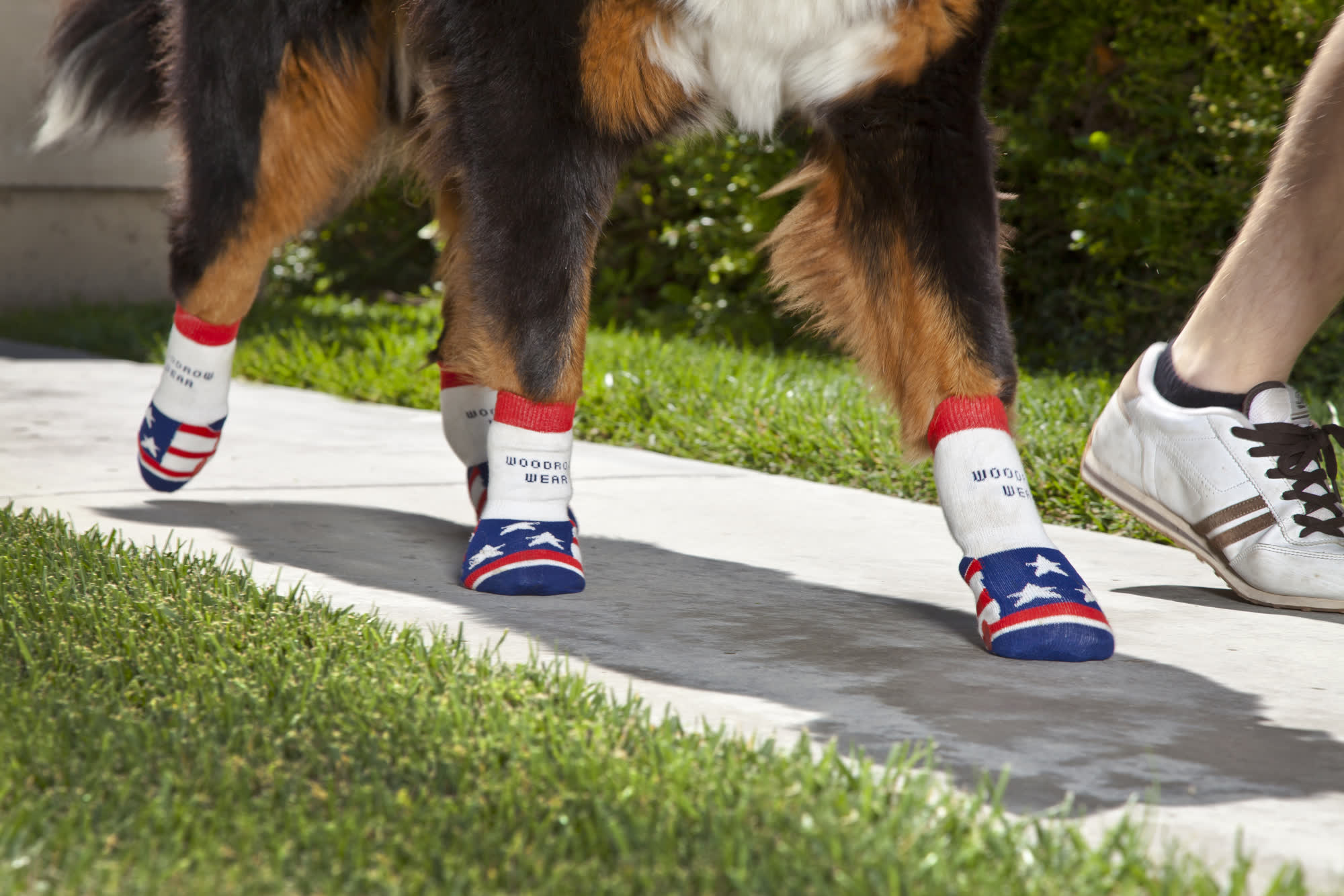 A Bernese mountain dog's feet in red, white and blue socks on a sidewalk
