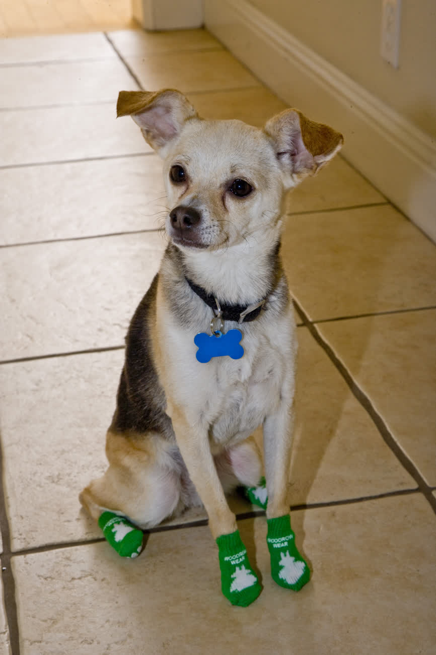 A chihuahua sitting on a tile floor in green socks