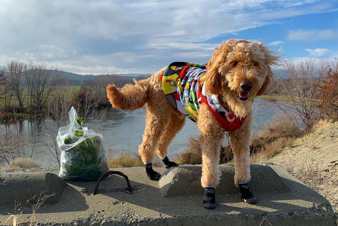 Doodle in a bright vest standing on a rock in Power Paws socks